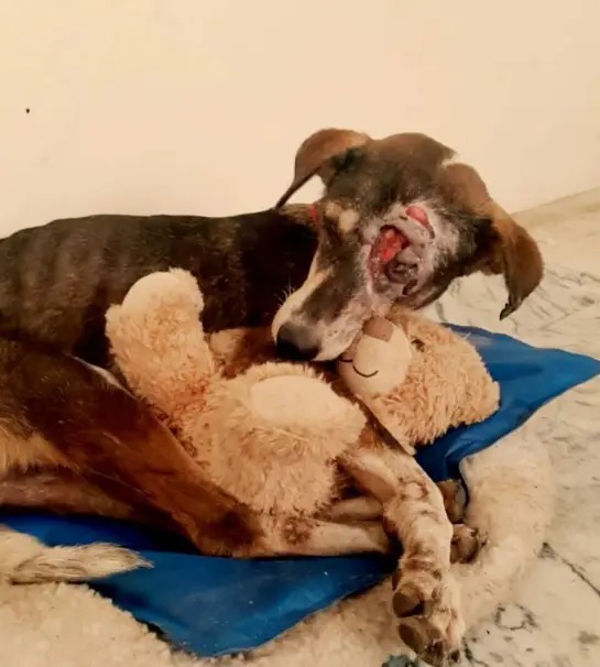 JeevSahara Foundation main dog shelter in New Delhi